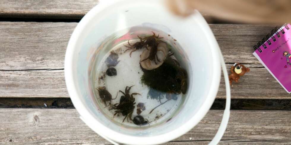 KRABBESAMLING: Samle på skjell og krabber i en bøtte. Husk notatbok slik at skolebarn kan skrive ned sine naturobservasjoner. Hvor mange krabber og skjell fant dere i dag? KRABBESAMLING: Samle på skjell og krabber i en bøtte. Husk notatbok slik at skolebarn kan skrive ned sine naturobservasjoner. Hvor mange krabber og skjell fant dere i dag?