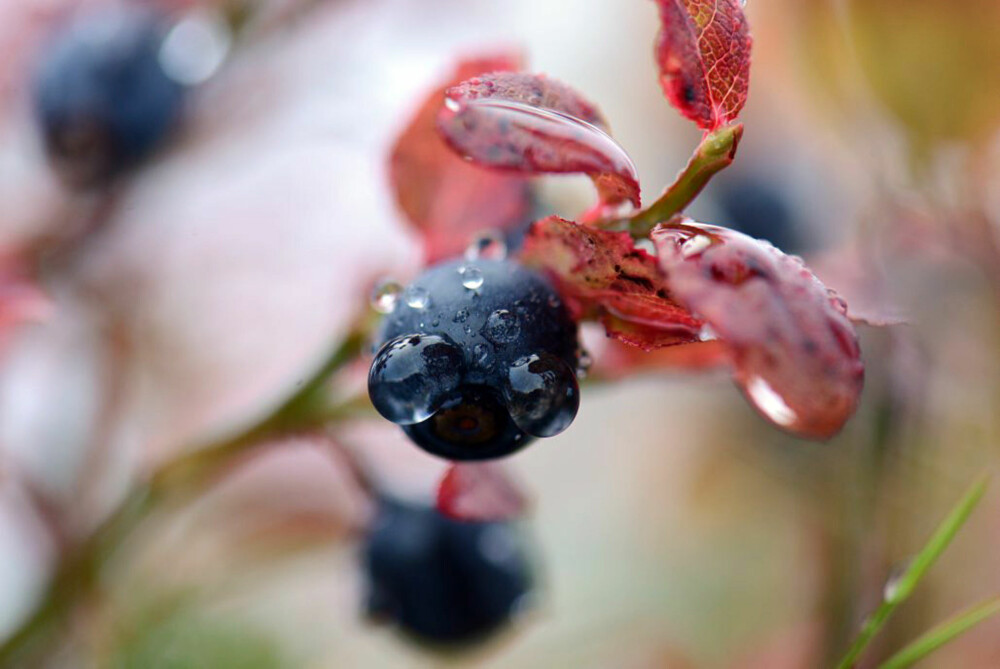 REGN: Aina Bye anbefaler å fotografere naturen i regnvær. Det er lett å se hvorfor. REGN: Aina Bye anbefaler å fotografere naturen i regnvær. Det er lett å se hvorfor.