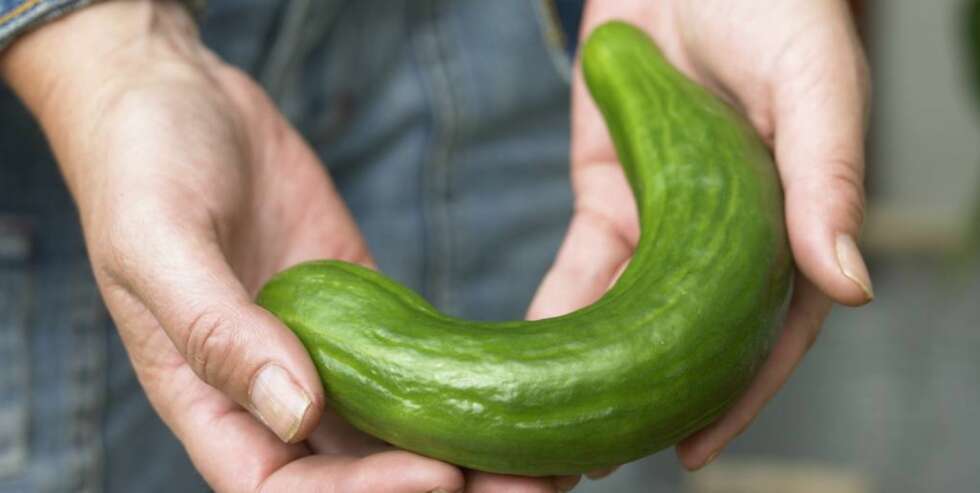 REAL BØY: Agurkene du dyrker selv er individer, ikke sorterte masseprodukter etter EUs linjalrette norm. REAL BØY: Agurkene du dyrker selv er individer, ikke sorterte masseprodukter etter EUs linjalrette norm.