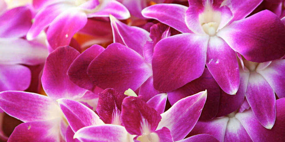 BLOMSTERHAV: Overalt hvor du snur deg på Hawaii møtes du av de vakreste tropiske blomster. BLOMSTERHAV: Overalt hvor du snur deg på Hawaii møtes du av de vakreste tropiske blomster.