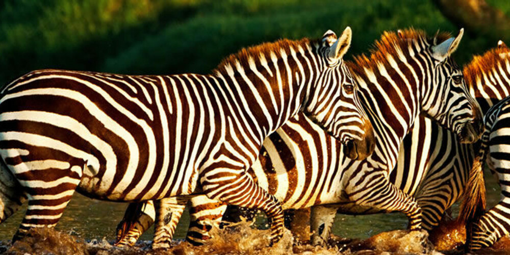 SAFARI: Å oppdage Afrika og naturen er både spennende og romantisk. SAFARI: Å oppdage Afrika og naturen er både spennende og romantisk.