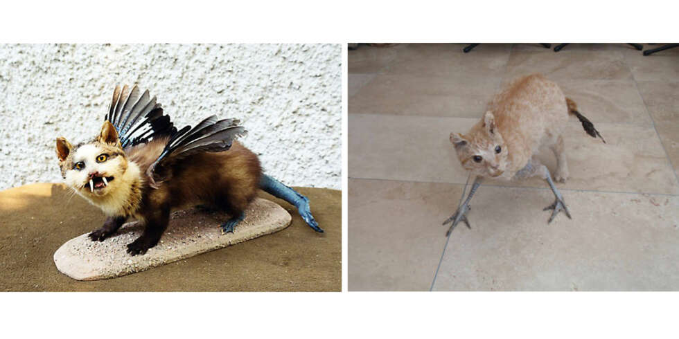 KATTEDYR: Er det en katt? Er det en fugl? Man kan jo lure hva vedkommende som har stoppet ut disse dyrene egentlig tenkte... KATTEDYR: Er det en katt? Er det en fugl? Man kan jo lure hva vedkommende som har stoppet ut disse dyrene egentlig tenkte...