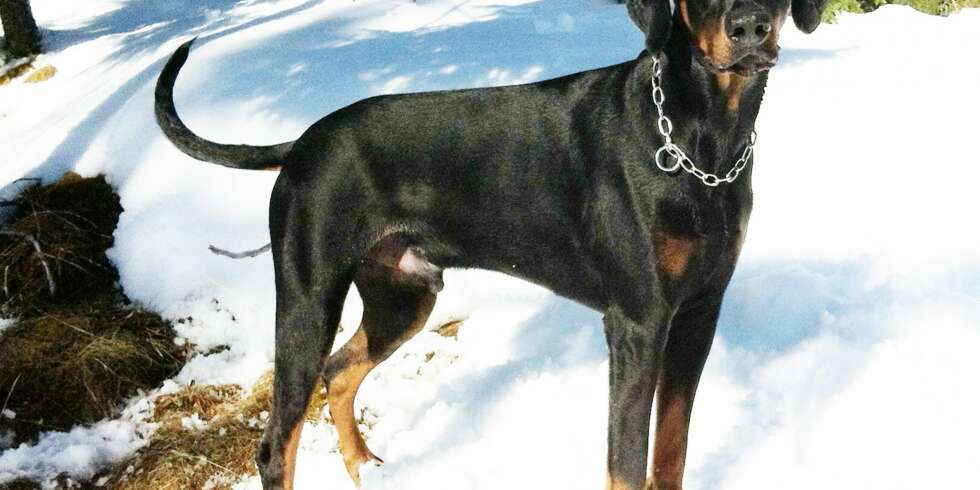 GODT RESULTAT: Dobermann Gandi fikk regulering for 1,5 år siden. Matmor Mari er storfornøyd med resultatet. GODT RESULTAT: Dobermann Gandi fikk regulering for 1,5 år siden. Matmor Mari er storfornøyd med resultatet.