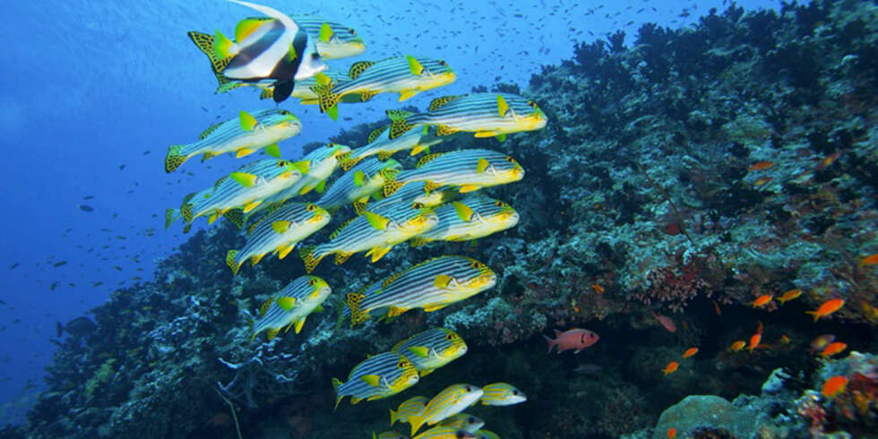 UNDER VANNET: Få steder i verden kan skryte av å ha så mange fargerike og fantastiske fisker som Maldivene. UNDER VANNET: Få steder i verden kan skryte av å ha så mange fargerike og fantastiske fisker som Maldivene.