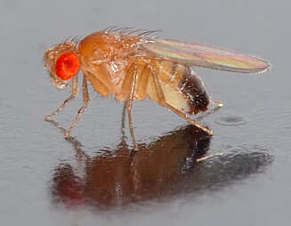 LEGGER EGG I FRUKTSKALL: Bananfluen (Drosophila melanogaster) legger egg i skallet til frukten. En enkel måte å forebygge fruktflueinvasjon, er å skylle all frukt og grønnsaker så snart du kommer hjem fra butikken. LEGGER EGG I FRUKTSKALL: Bananfluen (Drosophila melanogaster) legger egg i skallet til frukten. En enkel måte å forebygge fruktflueinvasjon, er å skylle all frukt og grønnsaker så snart du kommer hjem fra butikken.