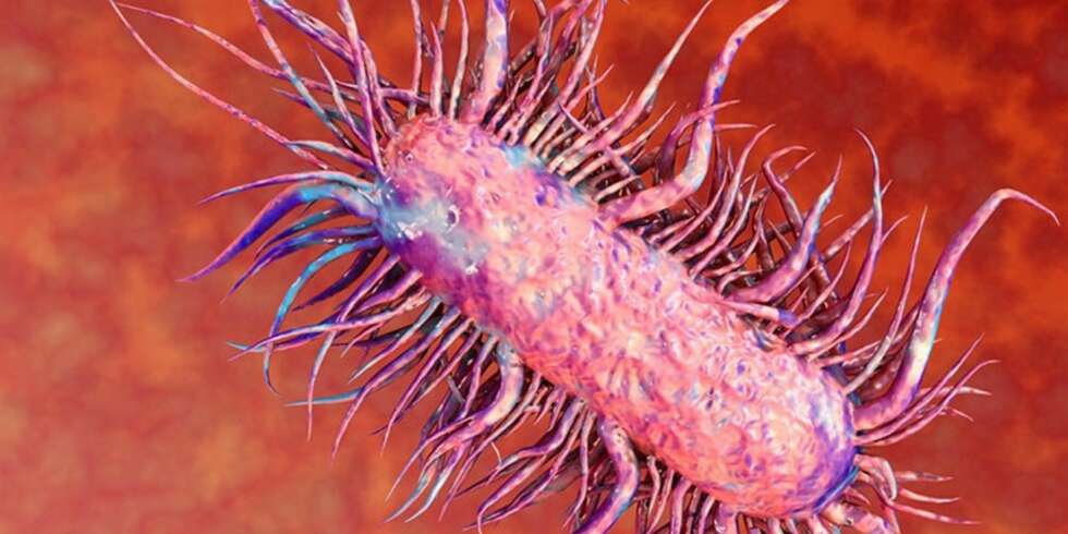 E.COLI: At tarmbakterier kan forville seg bort på tannbørsten du rengjør munnen med hver morgen og kveld, er ikke en tanke som slår de fleste. Men, joda, det kan altså skje, og i verste fall føre til E.coli. E.COLI: At tarmbakterier kan forville seg bort på tannbørsten du rengjør munnen med hver morgen og kveld, er ikke en tanke som slår de fleste. Men, joda, det kan altså skje, og i verste fall føre til E.coli.