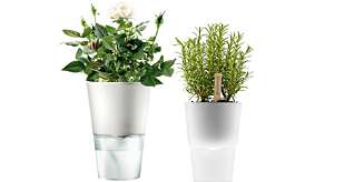 SELVVANNINGSPOTTE: Potten skal gjøre at urteplantene holder seg lenge. Men, du må likevel huske å fylle vann på glassbeholderen nederst. SELVVANNINGSPOTTE: Potten skal gjøre at urteplantene holder seg lenge. Men, du må likevel huske å fylle vann på glassbeholderen nederst.