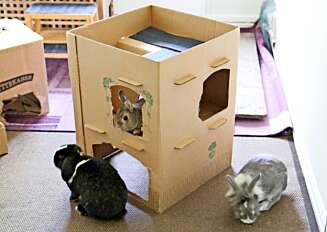 VENNER: Lucky deler rom og tumleplass med Milo og Milla. VENNER: Lucky deler rom og tumleplass med Milo og Milla.