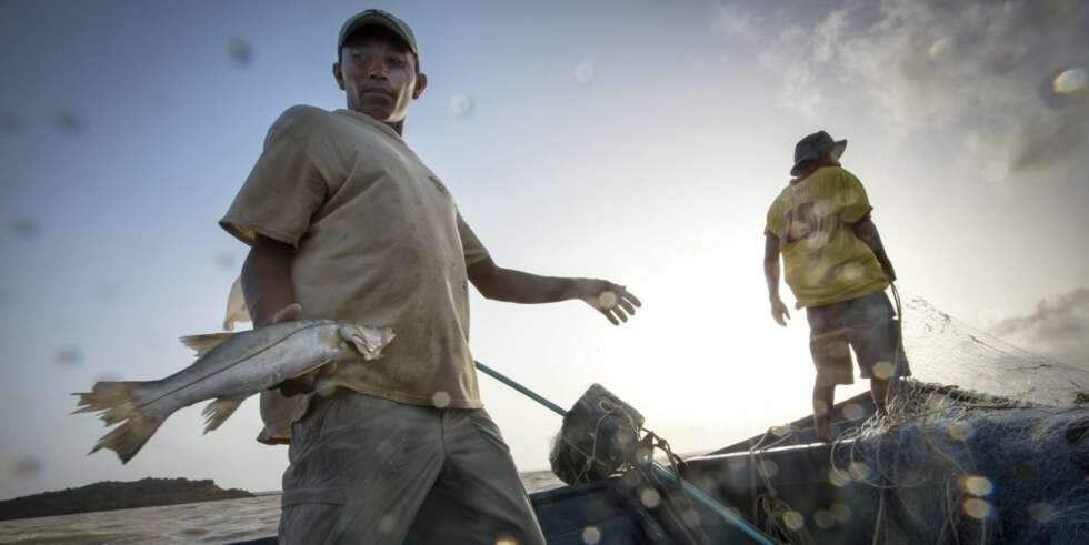 Dagens største: En wayuu fisker med hva som ble den dagens største fisk. Dagens største: En wayuu fisker med hva som ble den dagens største fisk.