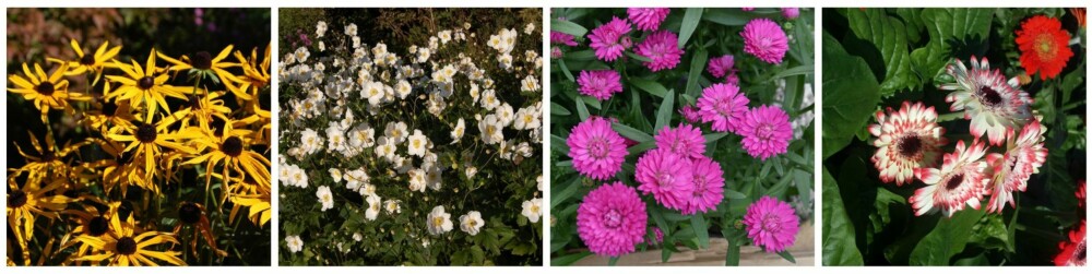 FARGERIK: Tips til fargerike høstblomster fra Opplysningskontoret for blomster og planter. FARGERIK: Tips til fargerike høstblomster fra Opplysningskontoret for blomster og planter.