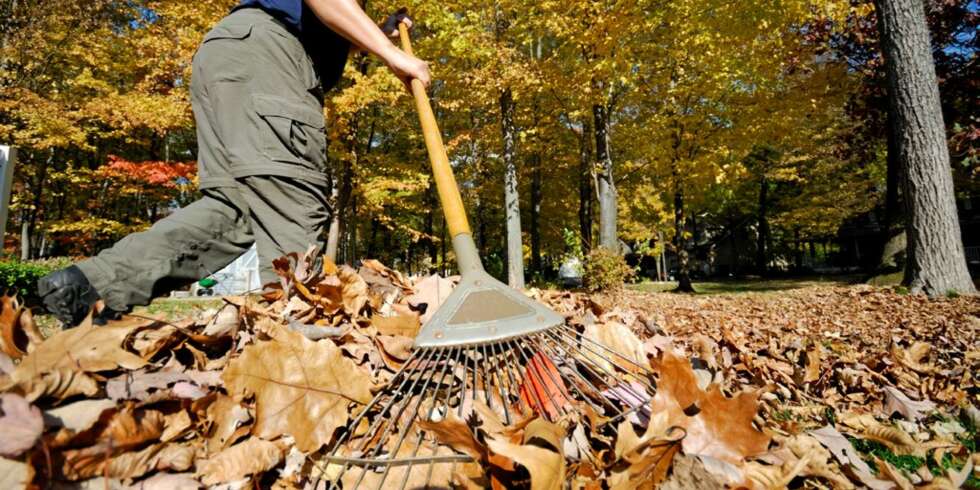 RAKE: Prisen for å ha løvfellende trær er litt ekstra trim om høsten. Ikke la løv i mengder ligge på plenen, det kan gi soppsykdommer gode kår. RAKE: Prisen for å ha løvfellende trær er litt ekstra trim om høsten. Ikke la løv i mengder ligge på plenen, det kan gi soppsykdommer gode kår.