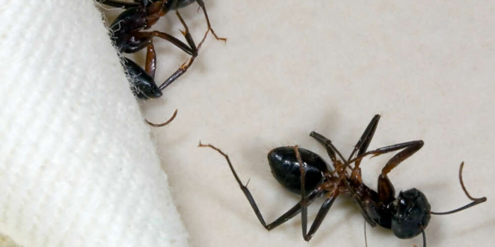 IKKE VERDT KLAGE: Maur og andre insekter er noe man må regne med å se på hoteller i sydligere strøk. Dette har reisearrangørene sørget for å skrive i sine kataloger og på nettsidene sine og du kan ikke regne med prisavslag selv om du plages av dette. IKKE VERDT KLAGE: Maur og andre insekter er noe man må regne med å se på hoteller i sydligere strøk. Dette har reisearrangørene sørget for å skrive i sine kataloger og på nettsidene sine og du kan ikke regne med prisavslag selv om du plages av dette.