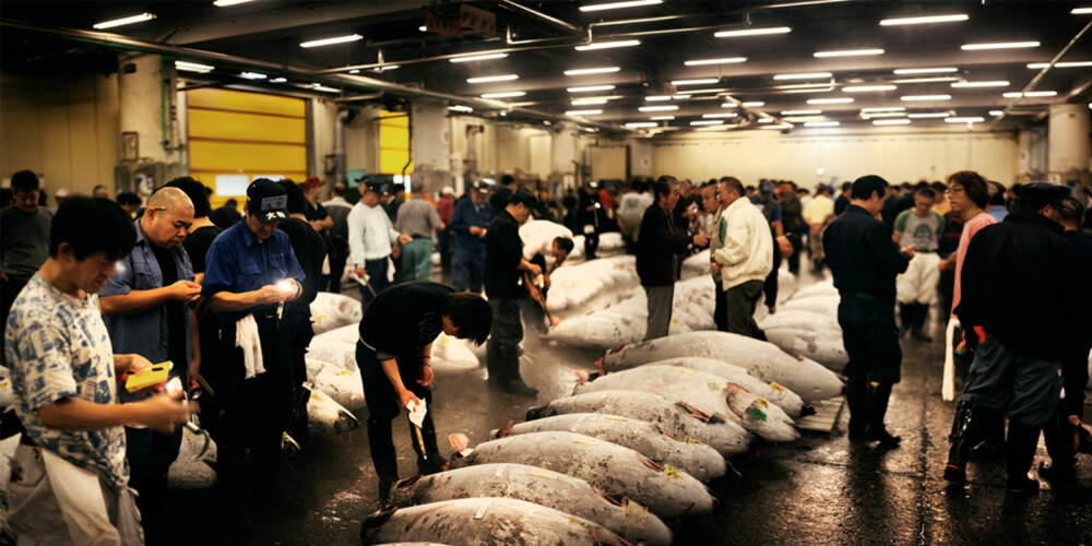 TUNFISK-AUKSJON: Om du har morgenen med deg, bør du ta turen innom verdens største fiskemarked. TUNFISK-AUKSJON: Om du har morgenen med deg, bør du ta turen innom verdens største fiskemarked.