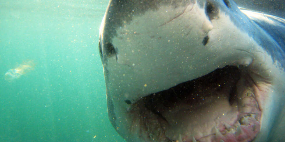 MAT FOR HAIEN?: Mennesker er ikke mat for haier, i følge fiskeforsker Otte Bjelland. FOTO: Hennie Krugel ved Great White Shark Tours MAT FOR HAIEN?: Mennesker er ikke mat for haier, i følge fiskeforsker Otte Bjelland. FOTO: Hennie Krugel ved Great White Shark Tours