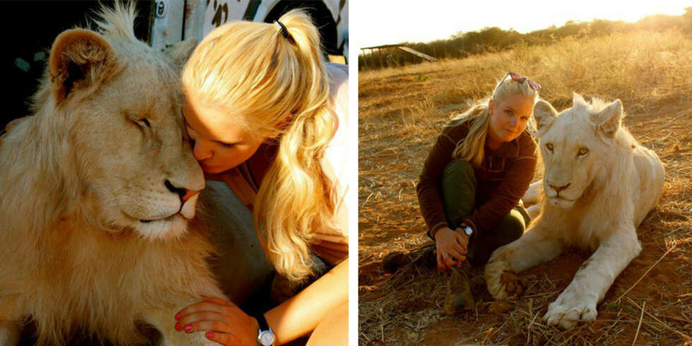 LØVEN SOM KJENTE HENNE IGJEN: En av løvene Christel møtte på en av de mange turene til Afrika, Sky, knyttet et sterkt bånd til Christel. FOTO: Christel Stokke LØVEN SOM KJENTE HENNE IGJEN: En av løvene Christel møtte på en av de mange turene til Afrika, Sky, knyttet et sterkt bånd til Christel. FOTO: Christel Stokke