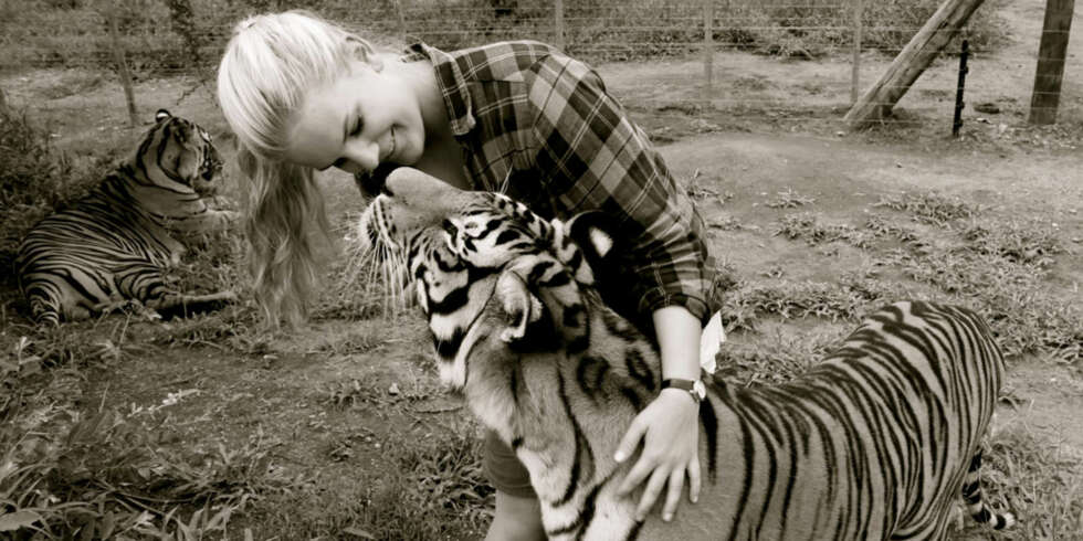 STORE ROVDYR: En tiger veier mellom 180 til 300 kilo. FOTO: Christel Stokke STORE ROVDYR: En tiger veier mellom 180 til 300 kilo. FOTO: Christel Stokke