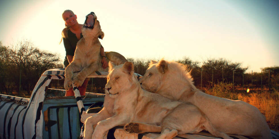 KNYTTET BÅND MED LØVER: En vanlig dag i Sør-Afrika bestod av å våkne av løvebrøl. FOTO: Christel Stokke KNYTTET BÅND MED LØVER: En vanlig dag i Sør-Afrika bestod av å våkne av løvebrøl. FOTO: Christel Stokke