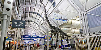 DINOSAUR: Denne kjempen finner du på O'Hare flyplassen i Chicago. DINOSAUR: Denne kjempen finner du på O'Hare flyplassen i Chicago.