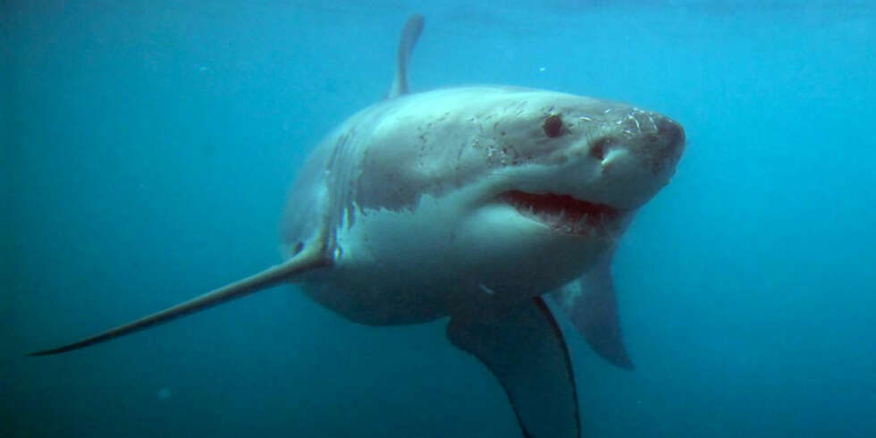 STORE HAIER: I buret så dykkerne flere store haier som sirklet rundt dem. FOTO: Hennie Krugel ved Great White Shark Tours STORE HAIER: I buret så dykkerne flere store haier som sirklet rundt dem. FOTO: Hennie Krugel ved Great White Shark Tours