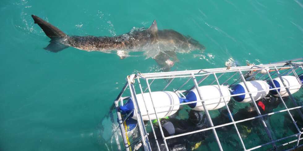 DYKKERE I BUR: Slik ser buret dykkerne blir senket ned i, sikret med flytebøyer og gitter. FOTO: Hennie Krugel ved Great White Shark Tours DYKKERE I BUR: Slik ser buret dykkerne blir senket ned i, sikret med flytebøyer og gitter. FOTO: Hennie Krugel ved Great White Shark Tours