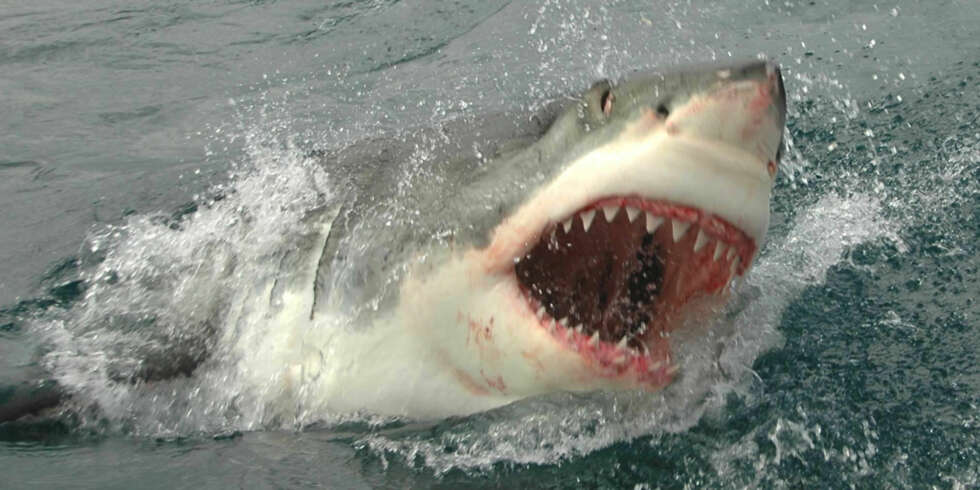 POPULÆR ØKOTURISME: I Gaansbai, Sør Afrika, er haidykking en populær turisme. FOTO: Hennie Krugel ved Great White Shark Tours POPULÆR ØKOTURISME: I Gaansbai, Sør Afrika, er haidykking en populær turisme. FOTO: Hennie Krugel ved Great White Shark Tours