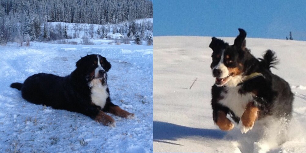 VINTERMORO: Berner Sennenhundene India og Madeira. FOTO: Privat. VINTERMORO: Berner Sennenhundene India og Madeira. FOTO: Privat.