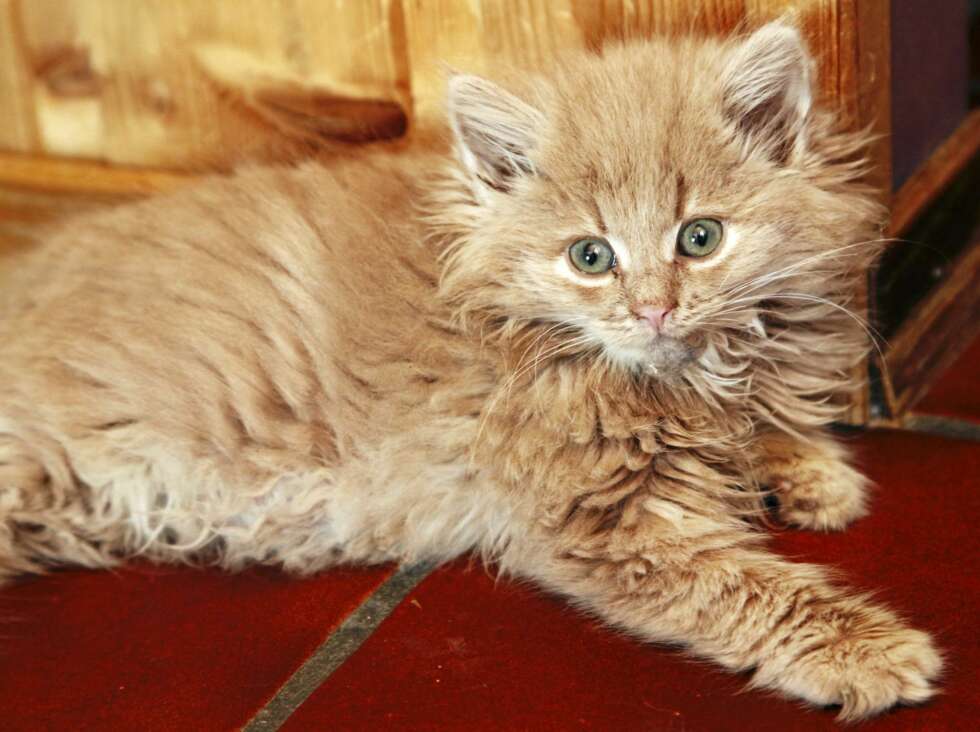 FUNNET I SKOESKE: Kattungen Romeo (og søsteren Julie) ble funnet i en eske i en oppgang i Oslo da var de fem-seks uker gamle. FUNNET I SKOESKE: Kattungen Romeo (og søsteren Julie) ble funnet i en eske i en oppgang i Oslo da var de fem-seks uker gamle.