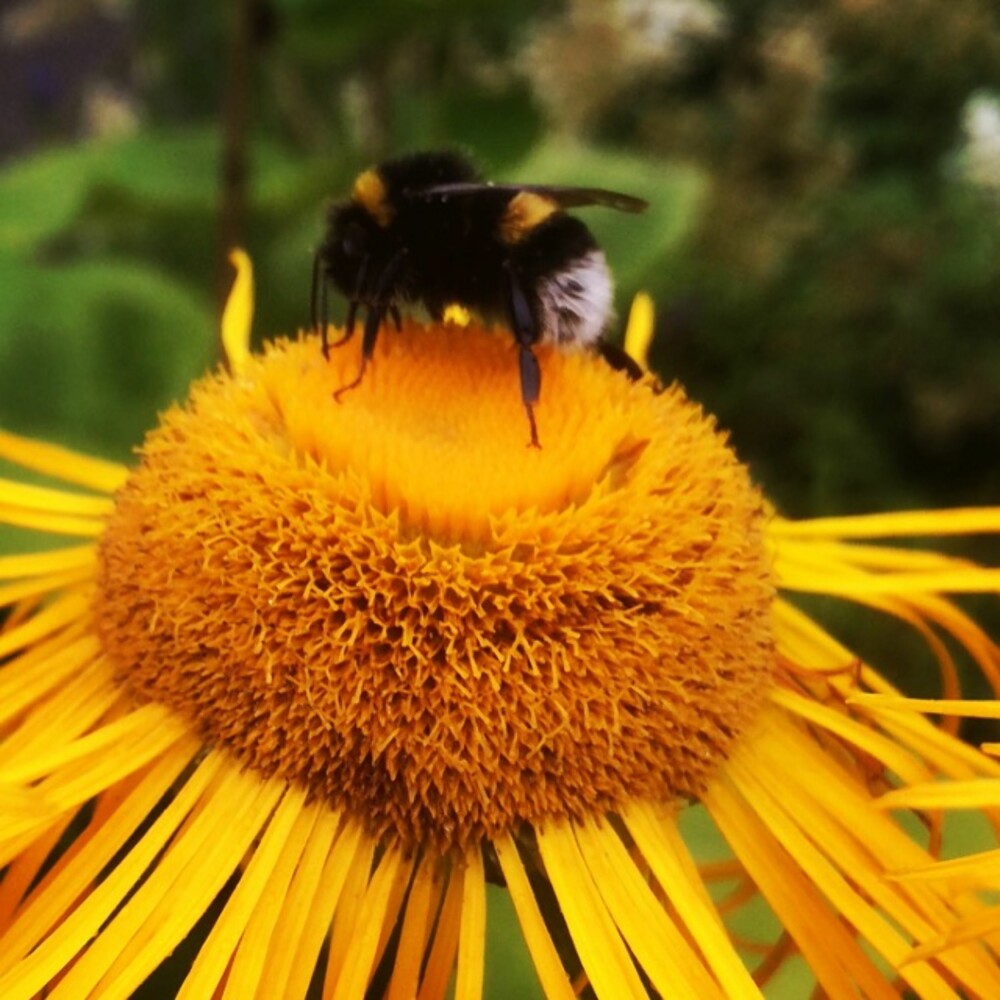 VAKKERT: Humler på blomster er fine, men jeg slår raskt fra meg tanken om å luke ugress. VAKKERT: Humler på blomster er fine, men jeg slår raskt fra meg tanken om å luke ugress.