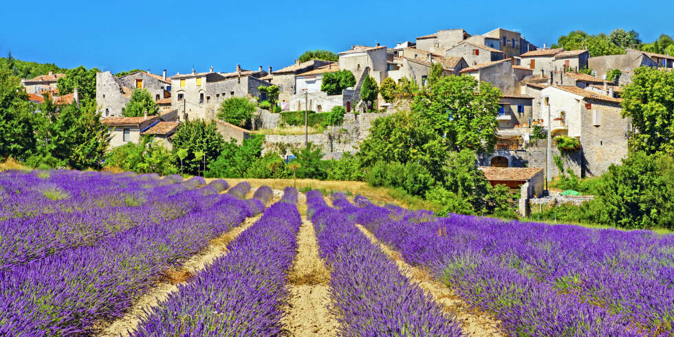 EN FRYD FOR ØYET: Ingenting kan måle seg med de lavendelduftende markene i Provence. EN FRYD FOR ØYET: Ingenting kan måle seg med de lavendelduftende markene i Provence.