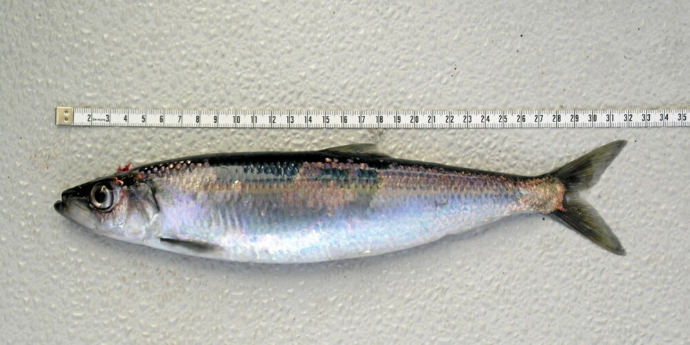 RIKTIG MÅLING: Fisken skal måles fra snutespiss til ytterste flik av halefinnen nå den ligger naturlig utslått. RIKTIG MÅLING: Fisken skal måles fra snutespiss til ytterste flik av halefinnen nå den ligger naturlig utslått.
