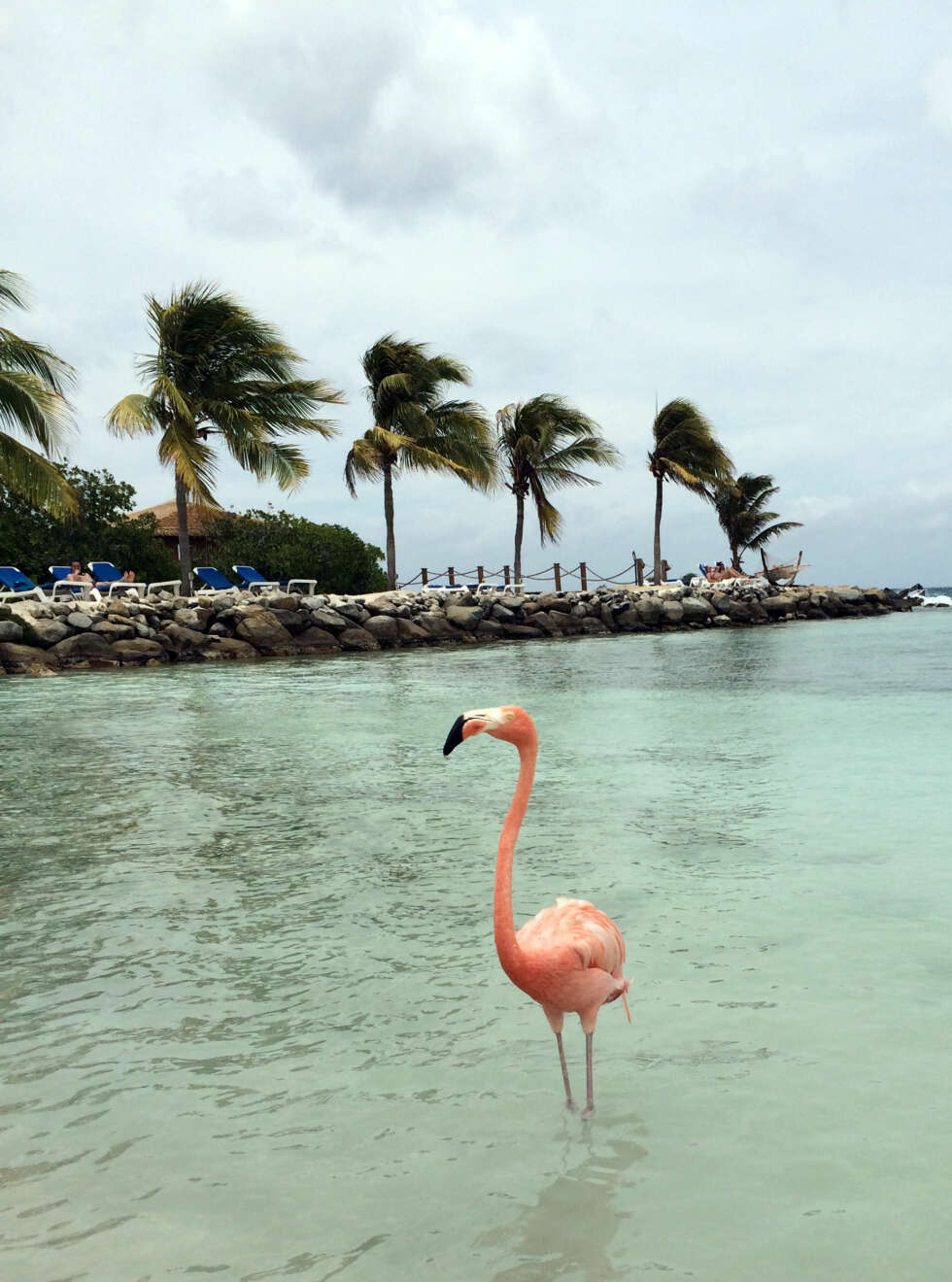 En av flamingoene som sjarmerte meg i senk. De er så tamme at de til og med kan spise fra hendene. Stas! Foto: Cecilie H. Eggen En av flamingoene som sjarmerte meg i senk. De er så tamme at de til og med kan spise fra hendene. Stas! Foto: Cecilie H. Eggen