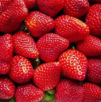 VELG GJERNE DE SMÅ: Jordbær inneholder fiber, antioksidanter og vitamin C. Vil du ha mest mulig smak, er de små et godt valg. VELG GJERNE DE SMÅ: Jordbær inneholder fiber, antioksidanter og vitamin C. Vil du ha mest mulig smak, er de små et godt valg.