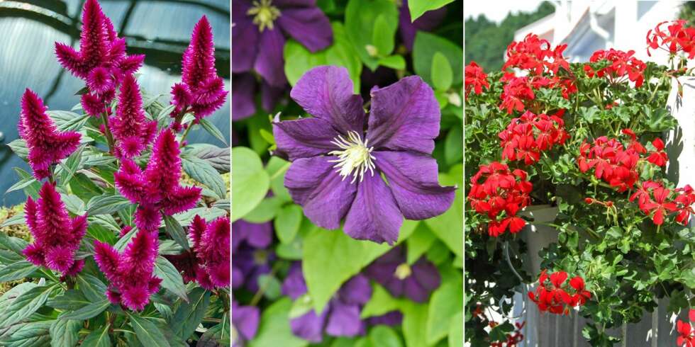 FINE BALKONGBLOMSTER: Calosia er et herlig innslag på balkongen, og passer perfekt dammen med lysegrønne planter. Klematis er en vakker klatreplante som passer perfekt på balkongen. Hengepelargonium dekker godt over balkongkassen FINE BALKONGBLOMSTER: Calosia er et herlig innslag på balkongen, og passer perfekt dammen med lysegrønne planter. Klematis er en vakker klatreplante som passer perfekt på balkongen. Hengepelargonium dekker godt over balkongkassen
