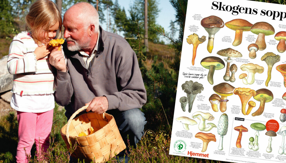 SKOGENS GULL: Ta med deg den flotte plakaten og gå på sopptur. SKOGENS GULL: Ta med deg den flotte plakaten og gå på sopptur.