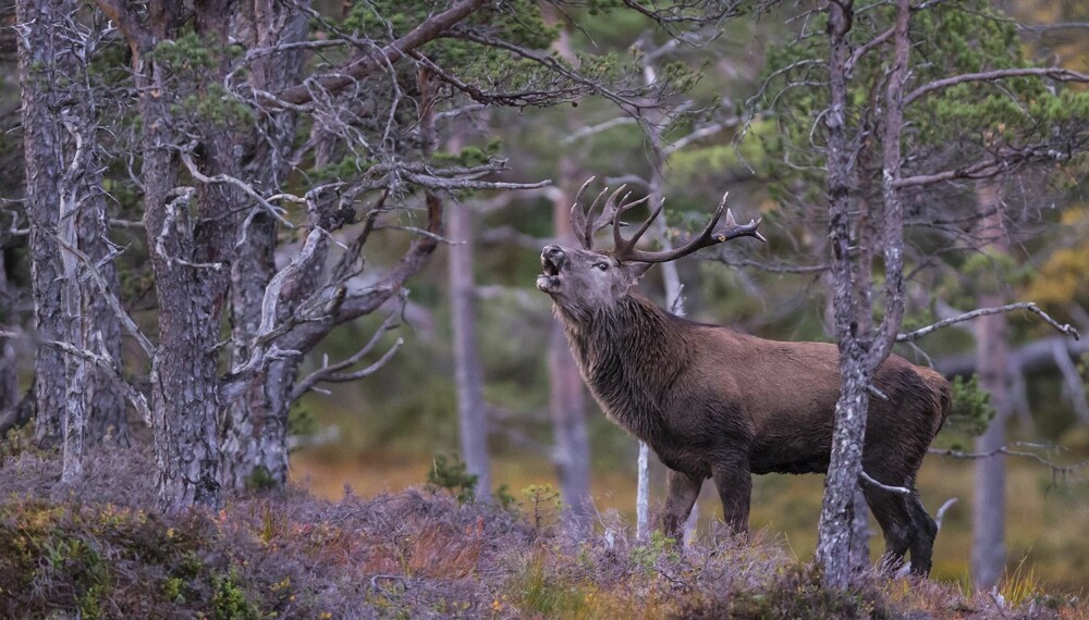 Gull og månedens bilde. Magnar Liens "Kronhjortbrøl i gammelskog". Gull og månedens bilde. Magnar Liens "Kronhjortbrøl i gammelskog".
