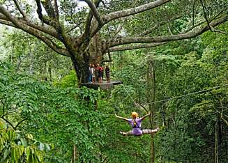 I ZIP LINE: Norsk Ukeblads journalist i fullt svev mellom tretoppene i det nordlige Thailand. (Foto: Bjørn Moholdt) I ZIP LINE: Norsk Ukeblads journalist i fullt svev mellom tretoppene i det nordlige Thailand. (Foto: Bjørn Moholdt)