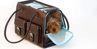 Doggybag har fått en ny betydning - også her i Norge. Doggybag har fått en ny betydning - også her i Norge.