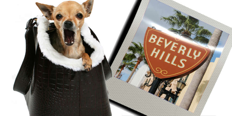 En hund fra Beverly Hills kan ta livet med ro. En hund fra Beverly Hills kan ta livet med ro.