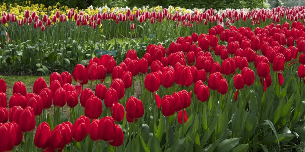 TULIPANLAND: Nederland og tulipaner er to sider av samme sak. FOTO: Geir Svardal TULIPANLAND: Nederland og tulipaner er to sider av samme sak. FOTO: Geir Svardal