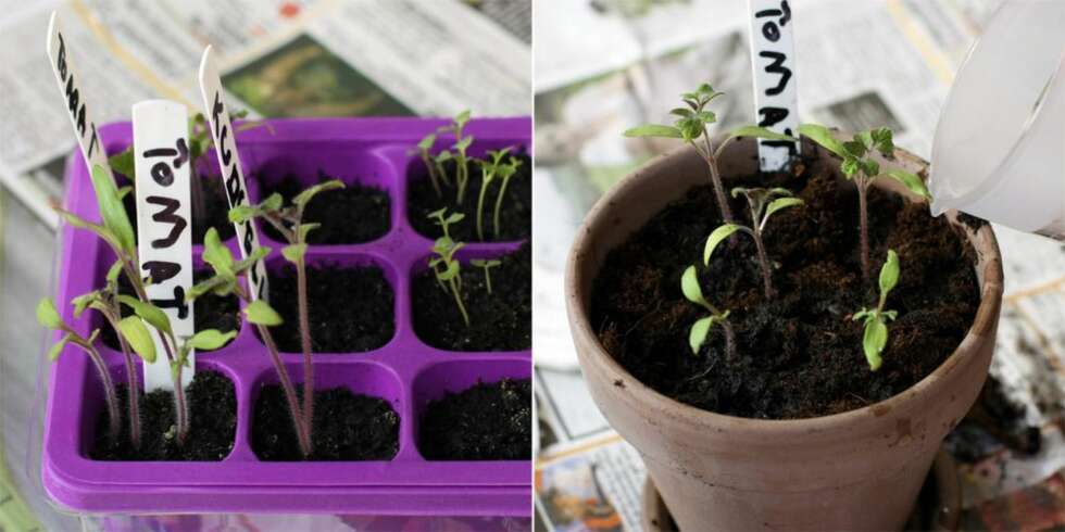 PRIKLES: Når frøene har spiret skal de over i egne potter. Til dette bruker du vanlig, god plantejord. PRIKLES: Når frøene har spiret skal de over i egne potter. Til dette bruker du vanlig, god plantejord.