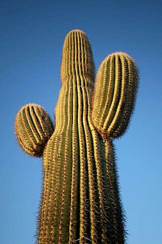 STIKKER: Treffer du litt hardt på denne grisgrendte beboeren i Arizona, er sjansen stor for at du må fjerne en pigg eller to. STIKKER: Treffer du litt hardt på denne grisgrendte beboeren i Arizona, er sjansen stor for at du må fjerne en pigg eller to.