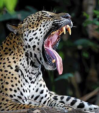 Jaguar Jaguar