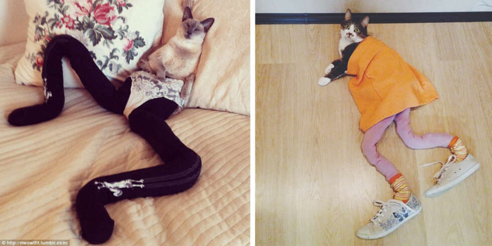 IKKE KATTEN MED STØVLENE: Gucci liker best strømpebukser. IKKE KATTEN MED STØVLENE: Gucci liker best strømpebukser.