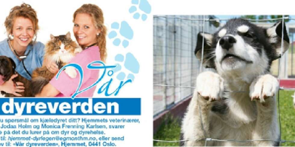 Det er mange ting du må passe på når du velger dyrepensjonat for dine firbente venner. Her får du gode råd om hva du bør se etter. Det er mange ting du må passe på når du velger dyrepensjonat for dine firbente venner. Her får du gode råd om hva du bør se etter.