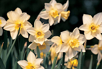Narcisser og pinseliljer kan plantes ut fra potter. Her et bilde av sorten 'Ice Follies'. Narcisser og pinseliljer kan plantes ut fra potter. Her et bilde av sorten 'Ice Follies'.