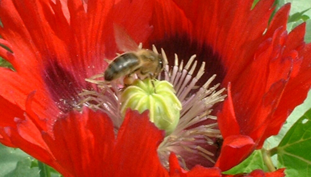 Rød valmue (Papaver somniferum) med frynset kant er 1-årig, men sår seg selv i hagen. Rød valmue (Papaver somniferum) med frynset kant er 1-årig, men sår seg selv i hagen.