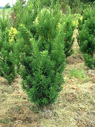 Hybridbarlinden <i>Taxus x media</i> 'Hilli' blir 2-3 meter høy. Hybridbarlinden <i>Taxus x media</i> 'Hilli' blir 2-3 meter høy.