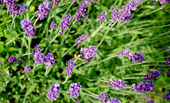 LAVENDEL: Til både pryd og nytte. Trives best i full sol, på lett sandholdig jord. LAVENDEL: Til både pryd og nytte. Trives best i full sol, på lett sandholdig jord.