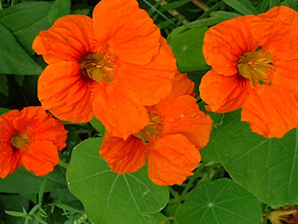 BLOMKARSE: Så trygg at blomstene kan spises i salat. BLOMKARSE: Så trygg at blomstene kan spises i salat.