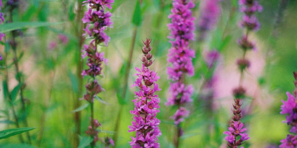 VAKKER OG VILL: Lythrum salicaria (Strandkattehale) tåler salt sjøsprøyt. Lett å dyrke frem fra frø er den også. VAKKER OG VILL: Lythrum salicaria (Strandkattehale) tåler salt sjøsprøyt. Lett å dyrke frem fra frø er den også.
